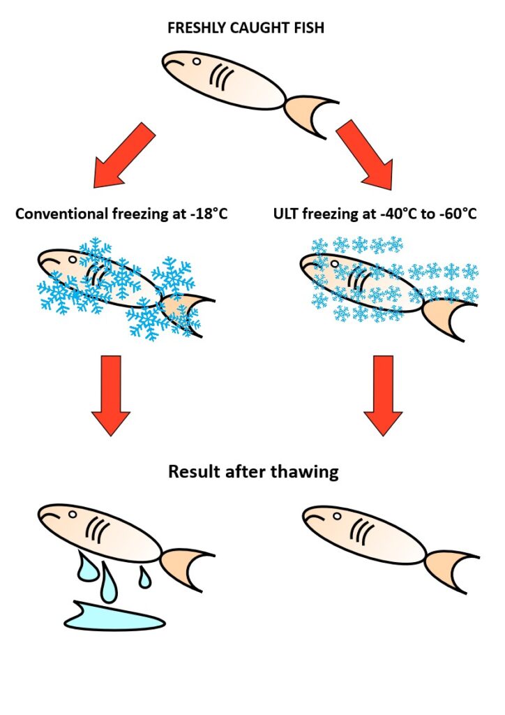 ULT freezers for fish and storing fish at ULT temperatures